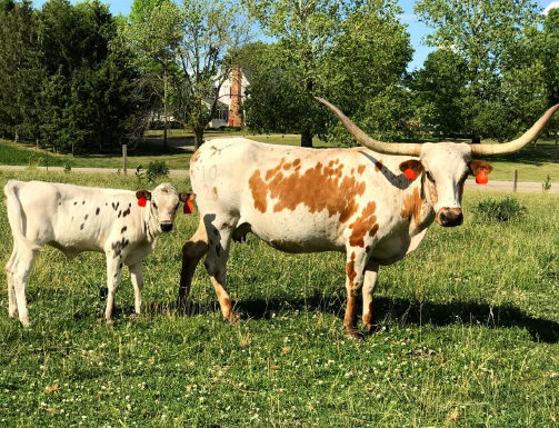 prairie_state_longhorn_association006001.jpg